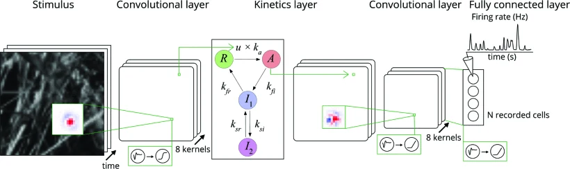 Retina model with recurrent kinetic synapse dynamics
